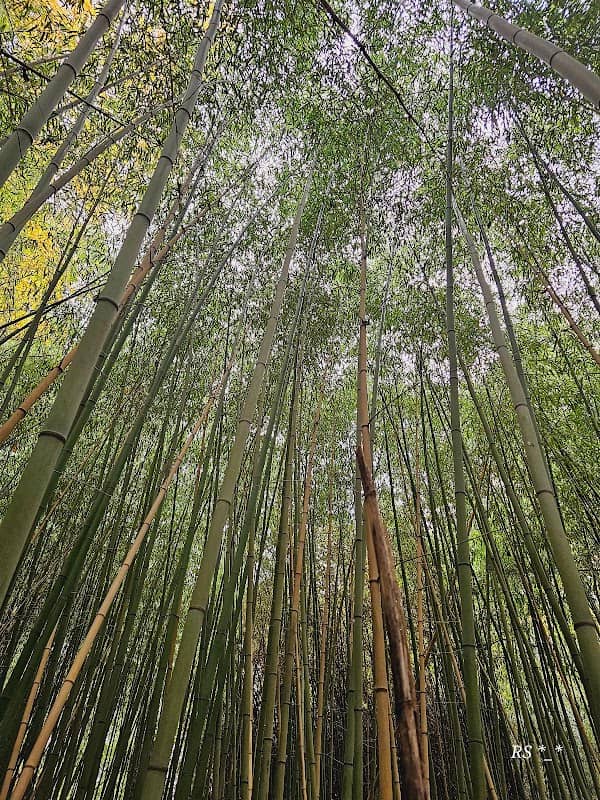 Bamboo Forest - Image 1