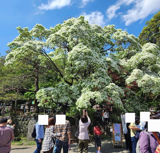 なんじゃもんじゃの木の花 拡大 - Image 1