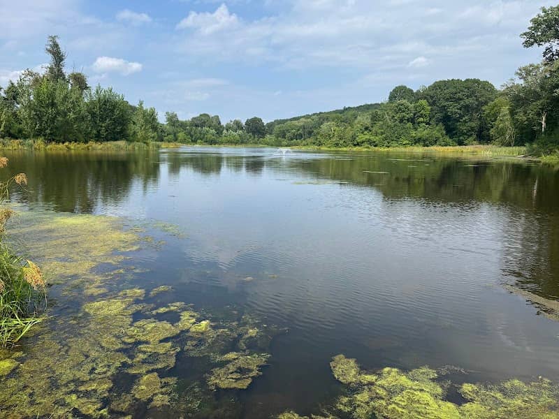 Still Brook pond - Image 2