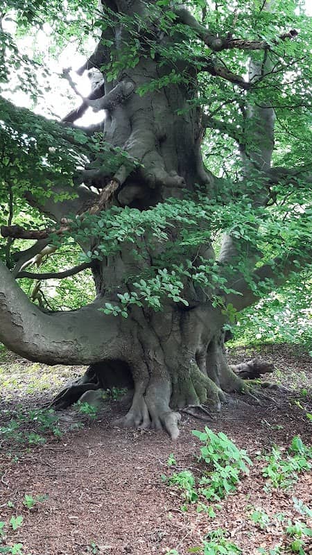 Arboretum Oostereng - Image 2