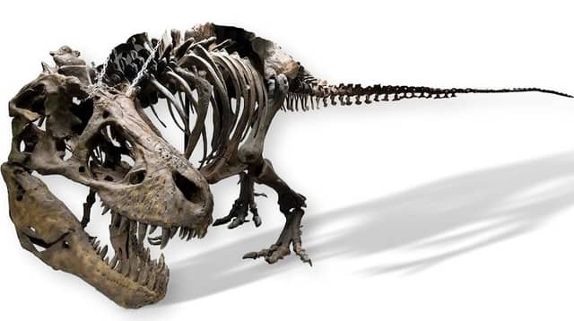Earth Experience - Middle Tennessee Museum of Natural History - Image 2