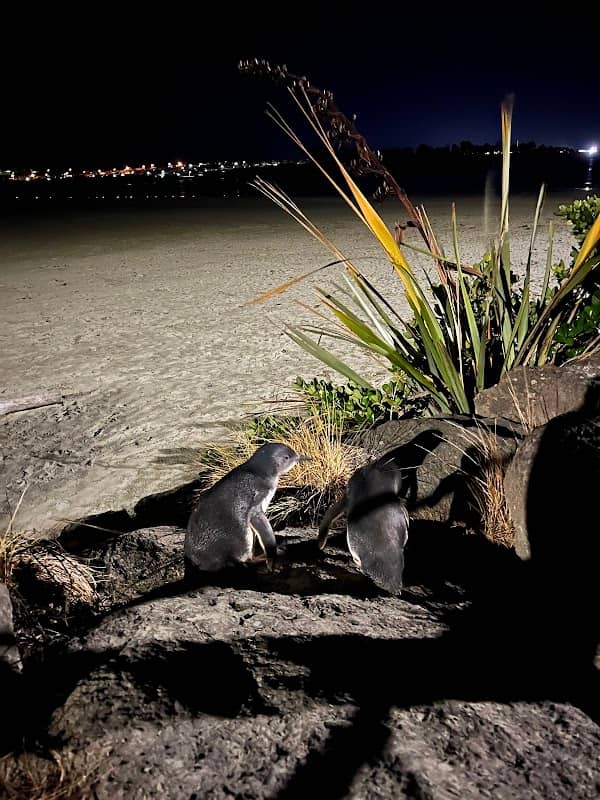 Timaru - Little blue penguins - Image 1