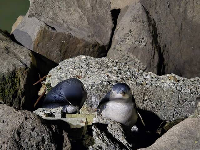 Timaru - Little blue penguins - Image 2