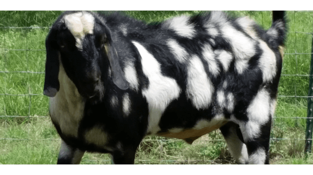 Oak Hill Soap, LLC - Image 2