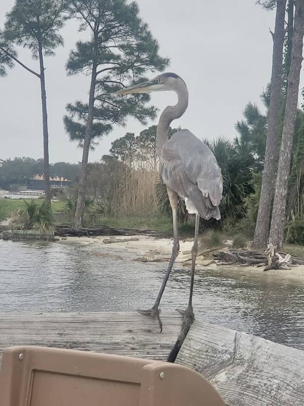 Destin Mattie Kelly Pier - Image 2