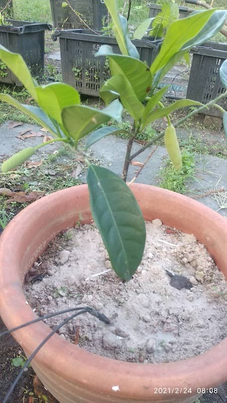 Likin Garden - Image 1