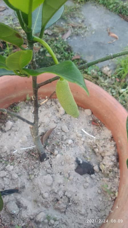 Likin Garden - Image 2