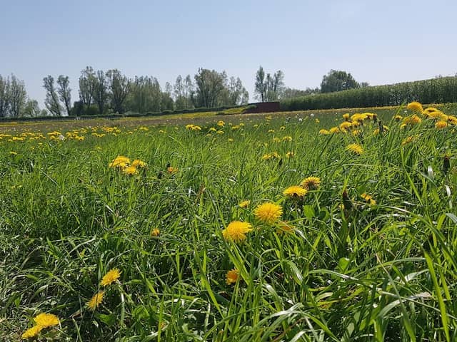 Omheinde Hondenuitlaatzone - Image 1