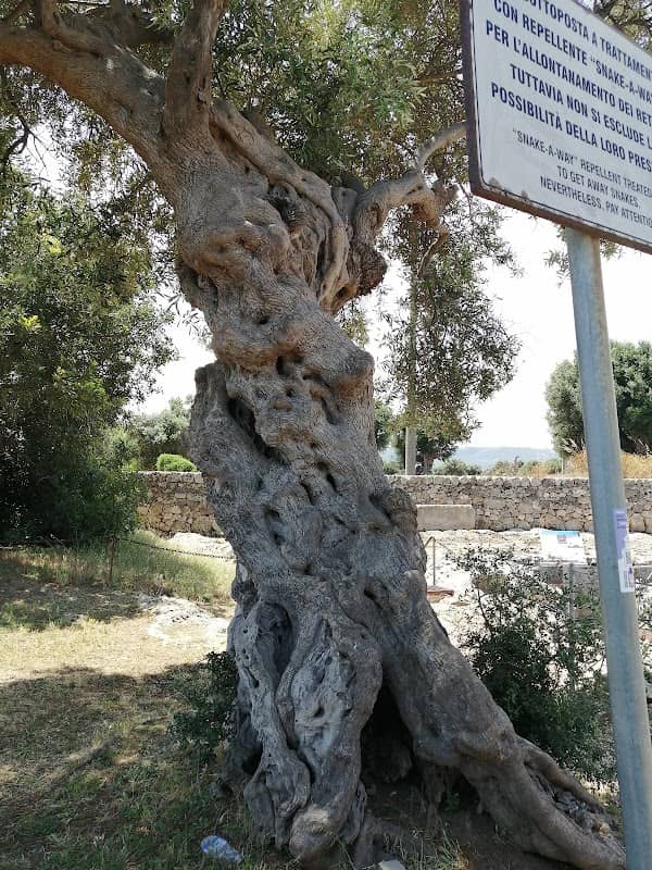 Parco Archeologico di Egnazia - Image 3