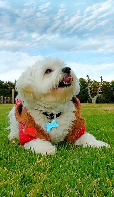 K9MASTERS Σχολή εκπαίδευσης σκύλων - Dog Park - Image 2