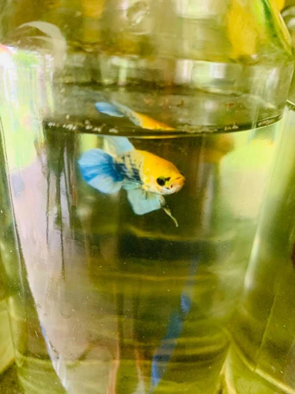 Betta Fish and Aquarium - Image 1