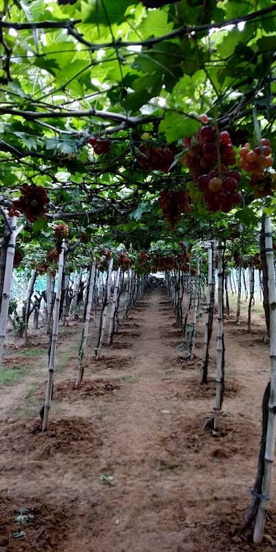 RM Grapes Farm - Image 1