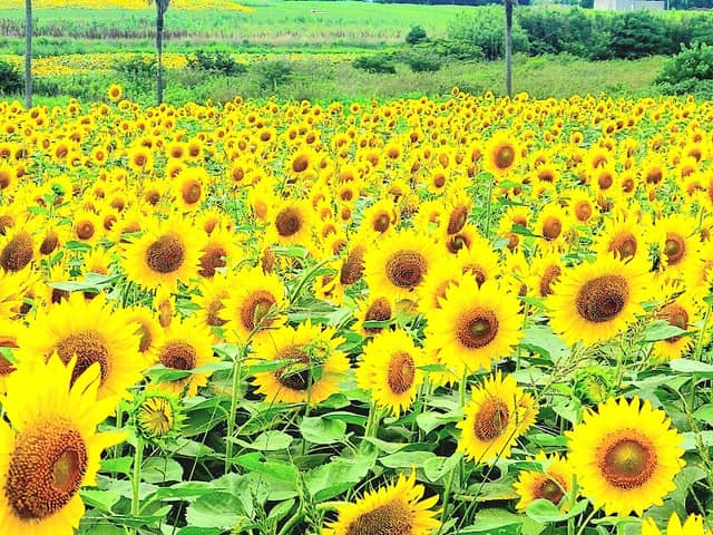 Arige Sunflower Field - Image 1