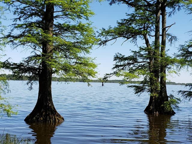Reelfoot Lake State Park - Image 1