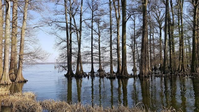 Reelfoot Lake State Park - Image 2