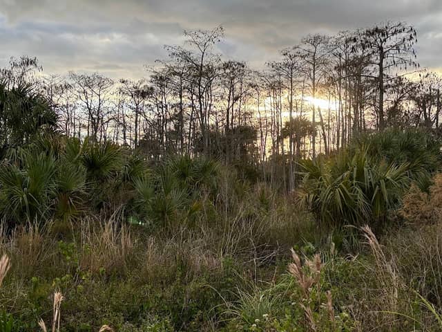 North Jupiter Flatwoods Natural Area - Image 1
