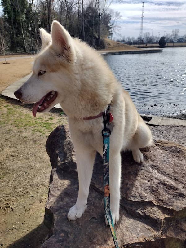Olive Bark Dog Park - Image 2