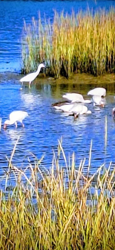 FRANCIS S /Wildlife Photographer In Surfside Beach - Image 2