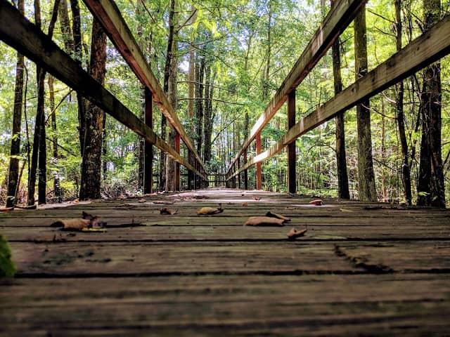 Bluff Lake Boardwalk - Image 2