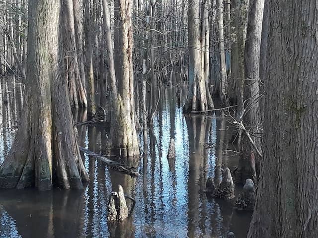 Bluff Lake Boardwalk - Image 1