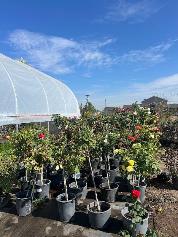 Perez Plants - Image 1