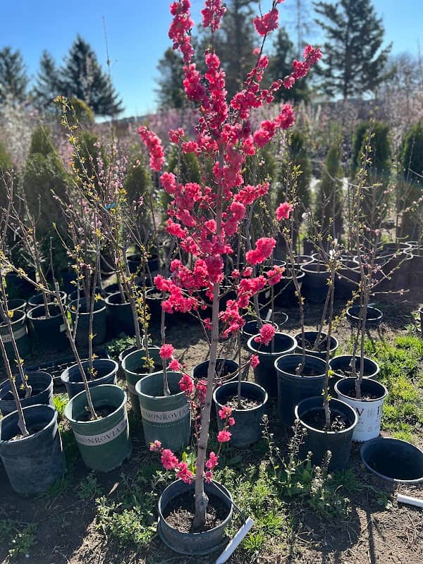 Perez Plants - Image 2