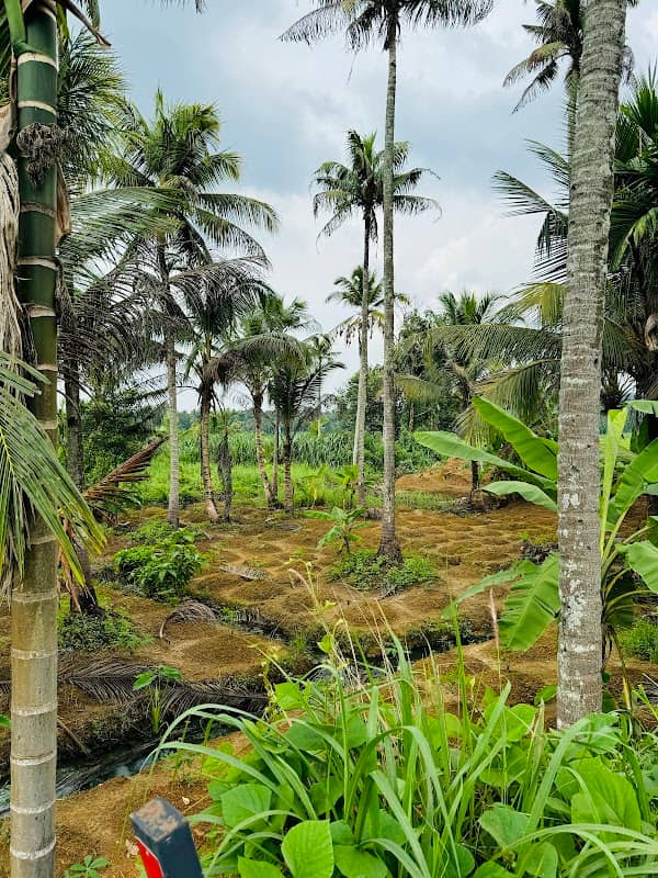 Akanadu ViewPoint - Image 3