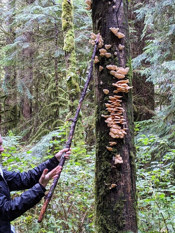 Shaggy Jack's Wild World of Mushrooms - Image 1