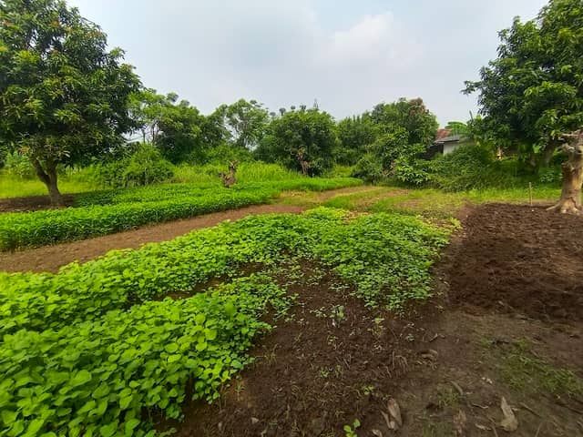 Tanah Achi - Image 2