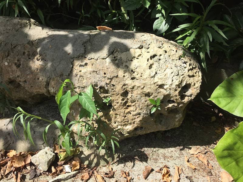 Kanegusuku Stone Lion - Image 2
