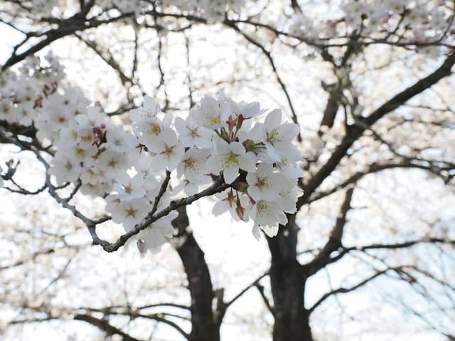 夫婦桜 - Image 2