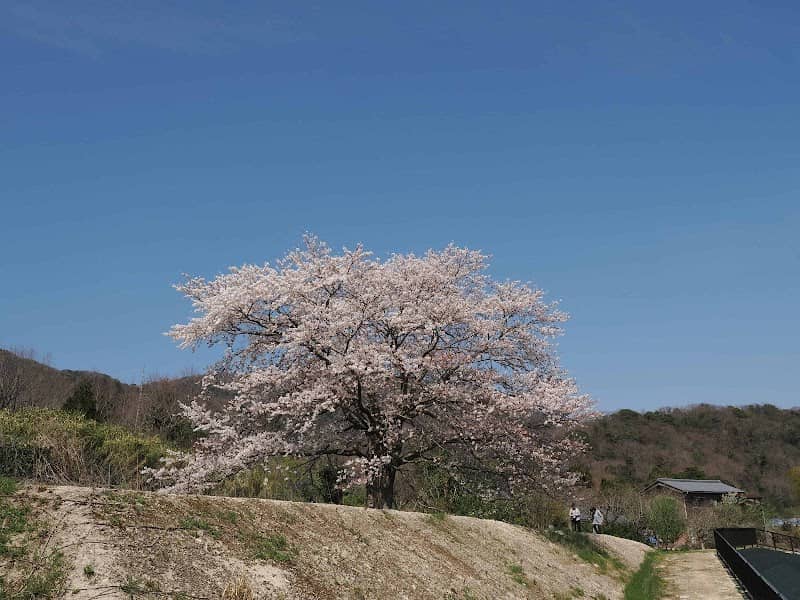 夫婦桜 - Image 1