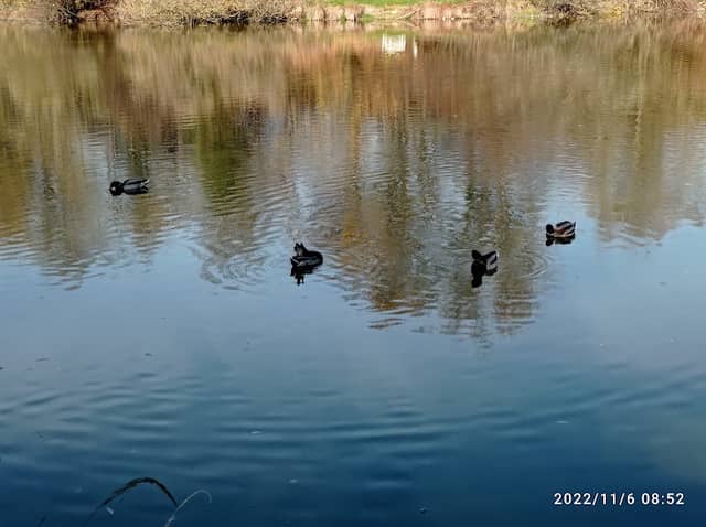 Ziegelteich - Image 2