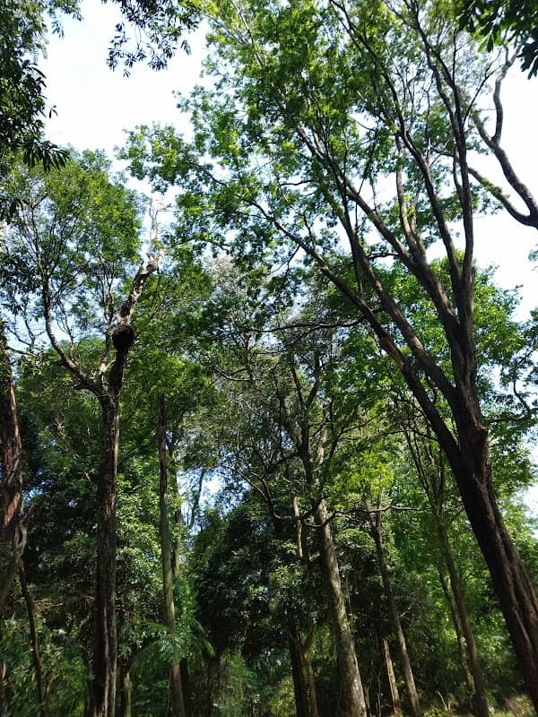 Bosque dos Macacos - Image 2