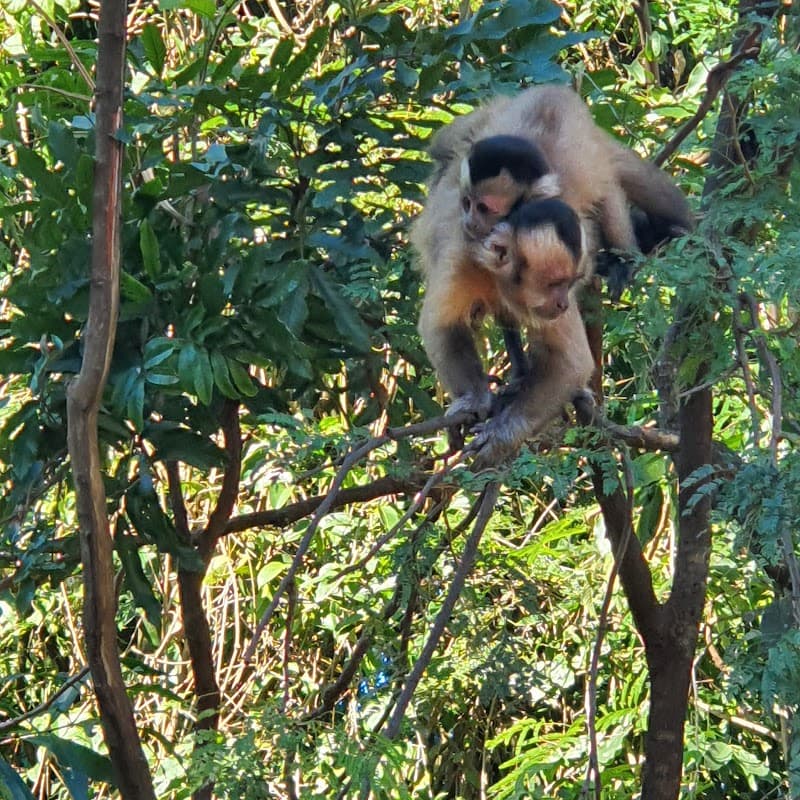 Bosque dos Macacos