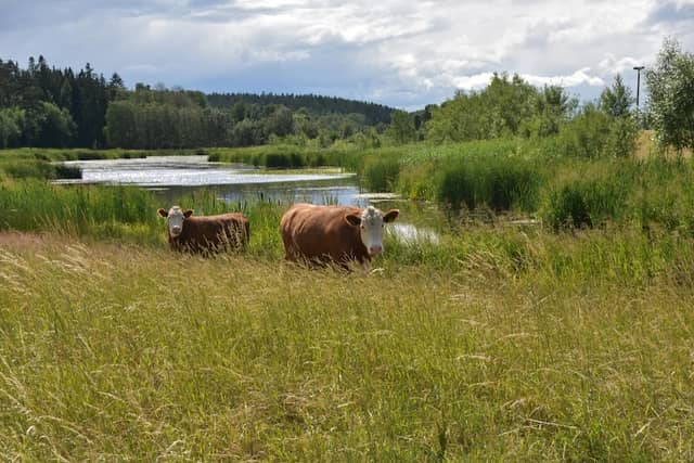 Steningedalens naturreservat - Image 1