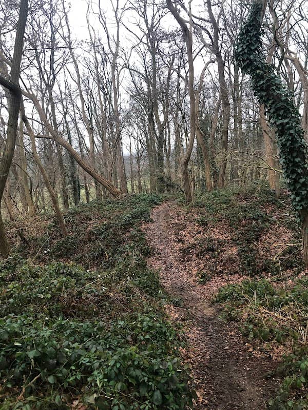 Wolfhagerbos - Image 2