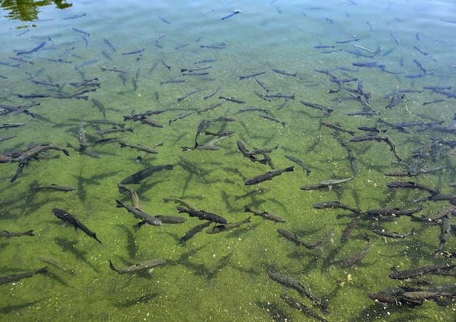 Neosho National Fish Hatchery-Hearrell Spring Unit - Image 2