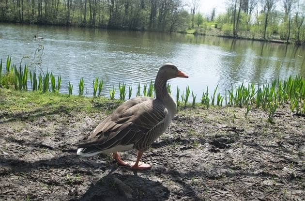 Duck island - Image 1