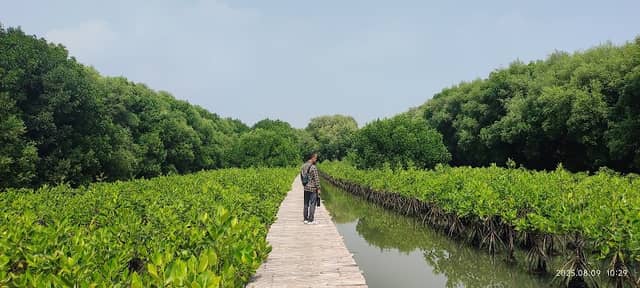 Lorong Mangrove - Image 2