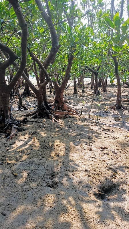 Ting Kok East Mangrove - Image 1