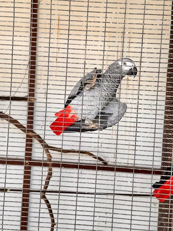 Birds park කුරුල්ලන් උද්යානය (SUNRISE) - Image 2