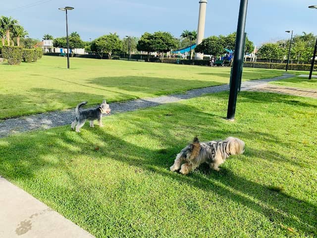 Trails & Tails Park - Image 2