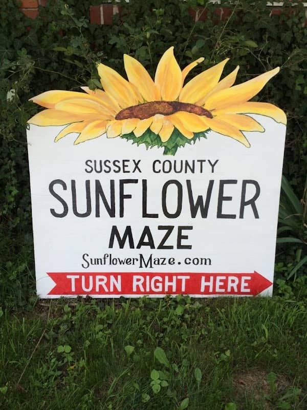 Sussex County Sunflower Maze - Image 1