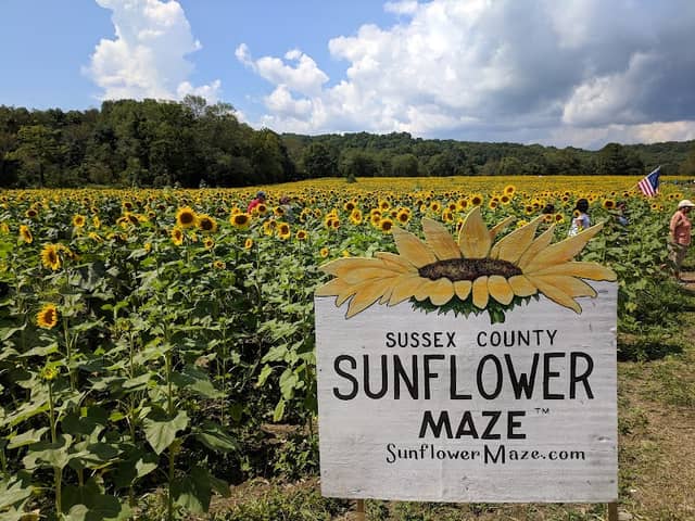 Sussex County Sunflower Maze - Image 3
