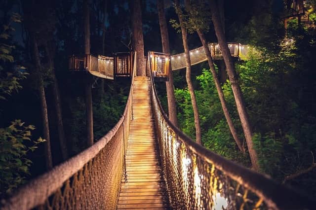 Treetop Skywalk at Anakeesta - Image 2