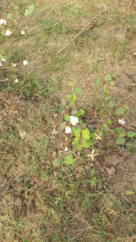 Paresh Farm - Image 1