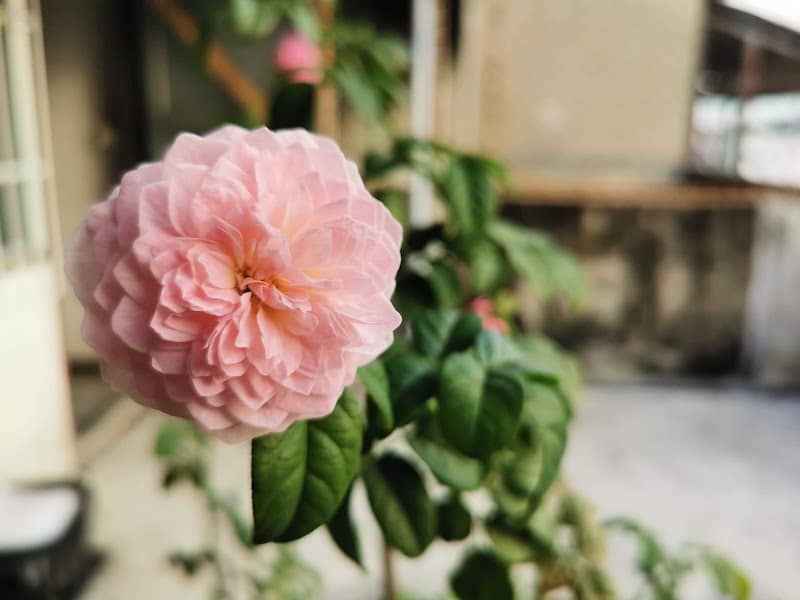 Archi's Garden (สวนของอาชิ) - Image 1