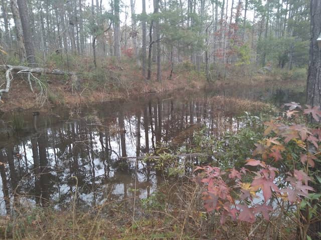Pine Cliff Neusiok Trail Croatan National Forest - Image 2