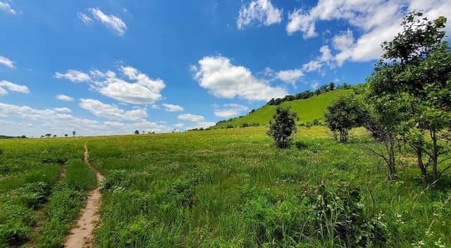 Spring Green Preserve - Image 1